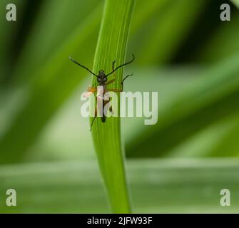 Longhorn Beetle (Lepturinae) sits on the leaf of a lily plant Stock Photo