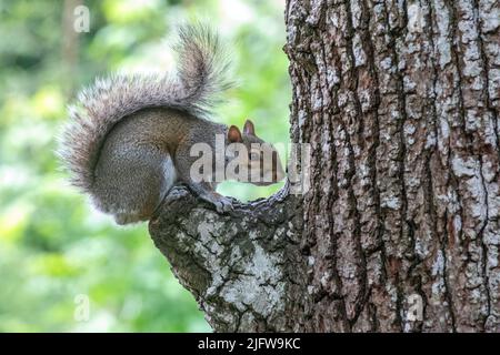 Squirrel hanging on Stock Photo