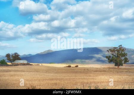 Copy space with scenic landscape of a golden wheat field and clouds in a blue sky background. Grain being cultivated for harvest on a sustainable farm Stock Photo