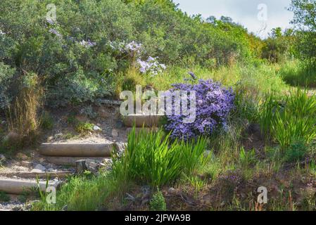 Purple daisies or aster flowers growing along scenic hiking and trekking trail in Table Mountain National Park, Cape Town, South Africa. Lush green Stock Photo