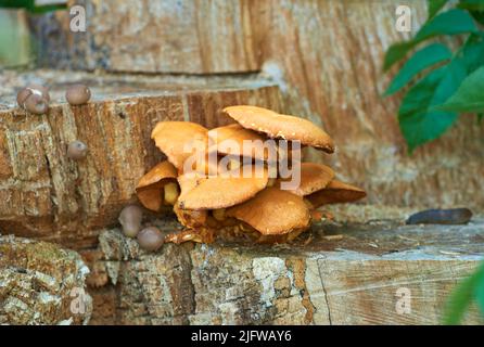 A beautiful group of mushrooms in the forest. Large group of bright orange wood-inhabiting wild mushrooms, Xeromphalina Campanella, growing on pine Stock Photo