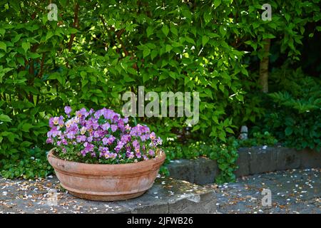 Pansies growing in a vase in backyard garden in summer. Beautiful hybrid plant blooming in a flowerpot on a lawn in spring outdoors. Tiny flowering Stock Photo