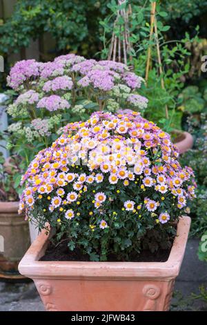Pink daisy flowers growing in a backyard garden in summer. Marguerite perennial flowering plants displayed in vessels outside. Bush of beautiful white Stock Photo