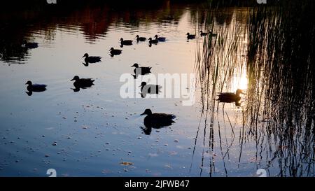 Silhouette of the duck in the pond of the public park in the dawn Stock Photo