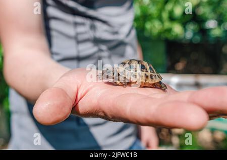 Little turtle on man's palm. Close up of small land newborn turtle. Blurred background Stock Photo
