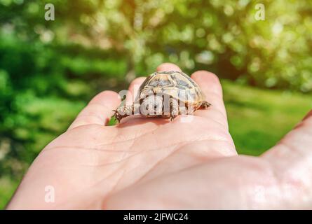 Tiny turtle sits on man's palm. Blurred green background. Stock Photo