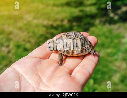 Tiny turtle sits on man's palm. Blurred green background. Side view Stock Photo