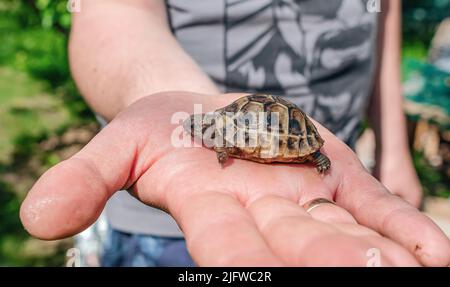 Little turtle on man's  palm. Close up of small land newborn turtle. Blurred background Stock Photo