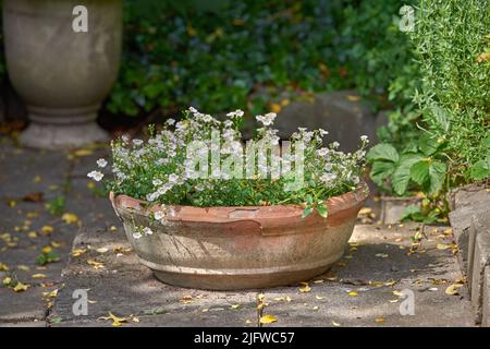 White pansies growing in a vase in a backyard garden in summer. Beautiful plants blooming on paving in spring outdoors. Tiny flowering plants budding Stock Photo