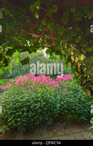 View of beautiful Himalayan balsam pink blossoms growing in a garden in summer. Flowers in a botanical garden. A blossom of balsam on a sunny day. A