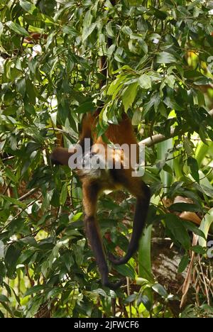 Central American Spider Monkey (Ateles geoffroyi) adult hanging from tree Arenal, Costa Rica,           March Stock Photo