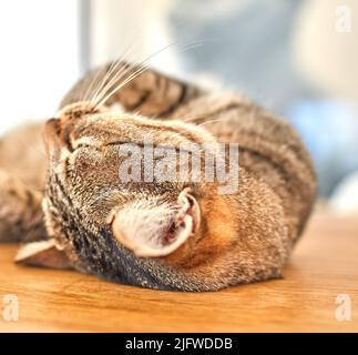 Face of tabby cat sleeping peacefully while lying on a table at home. Closeup of an adorable shorthair kitten taking a nice long nap in the afternoon Stock Photo