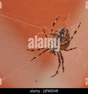 Below closeup of a walnut orb weaver in a web, isolated against a white orange background. Striped brown and black spider. The nuctenea umbratica is a Stock Photo