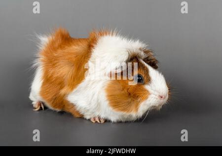 Guinea pig rosette on a gray background. Fluffy cute rodent guinea pig on colored background Stock Photo