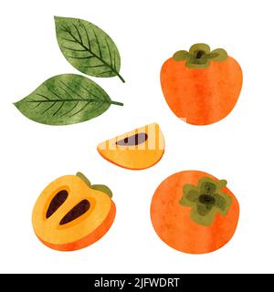 Persimmon set. Half, slice and whole persimmon fruit isolated on white. Watercolor vector illustration. Stock Vector