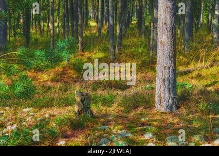 The landscape view of woodland with green trees in a forest. Trunks of young oak or spruce trees growing outside wilderness in nature. A serene Stock Photo