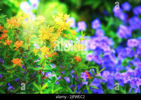 Bright orange and purple flowers growing in a summer garden. Pretty colorful marsh spurge or butterfly weed in the sunlight. Yellow plants thriving in Stock Photo