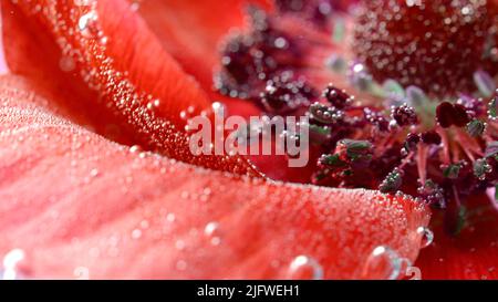 The insides are red.Stock footage.Bright red flowers in the water that are removed and they show small bubbles that accumulate on them. High quality F Stock Photo
