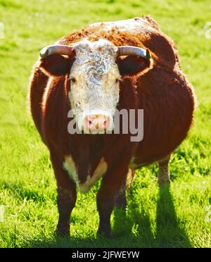 Hereford cattle cow isolated on white background Stock Photo - Alamy