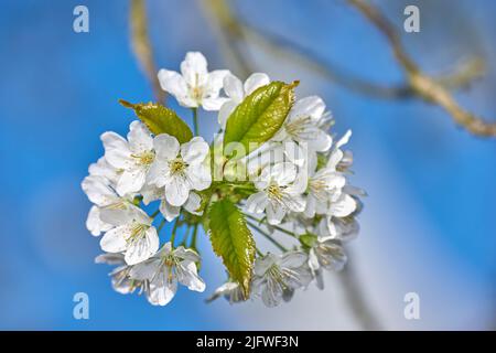 White mirabelle or Prunus Domestica flowers with green leaves blooming on a plum tree in a botanical garden. Closeup of delicate plants growing in Stock Photo