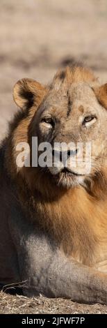 Zambia, South Luangwa National Park. Male African lion (WILD: Panthera leo) Stock Photo