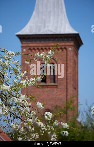 Mirabelle flowers blooming in front of a church tower. Tree plants with pretty white flower twigs blossoming in spring by countryside. White flowering Stock Photo