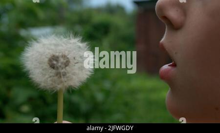 A small dandelion in the green grass.Creative. A small child who blows on a white dandelion and who flies away. High quality 4k footage Stock Photo