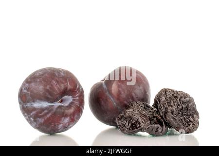 Two ripe fresh black plums and two prunes, close-up, isolated on a white background. Stock Photo