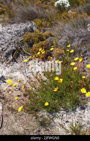 Closeup of flowering yellow daisies growing on a brown desert landscape in a national park in South Africa. A bush of fresh blossoming summer plants Stock Photo