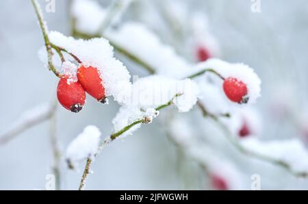 Fruit covered in snow, hanging on branches in winter. Frozen flowers and leaves under a snow blanket. Frosty branches growing in cold weather in the Stock Photo