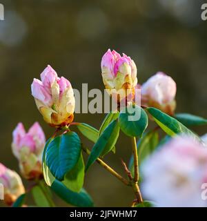 Closeup of blooming Rhododendron flowers in the garden at home. Zoomed in on blossoming group of woody plants growing in the backyard in summer Stock Photo