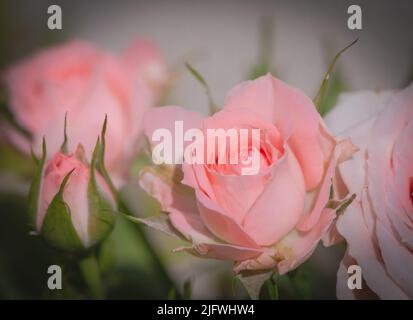 Small Cute Rose Branch Bouquet Flowers In Woman Hand Or Bucket Stock 