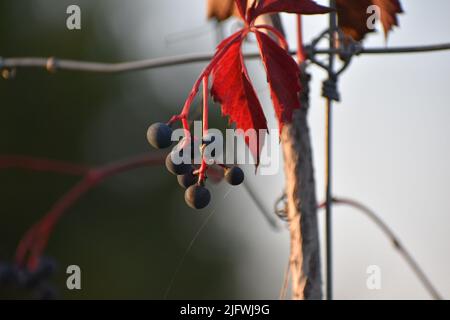 Seven denim blue berries stemmed from an amaranth red vine accompanied by leaves on either side. Stock Photo