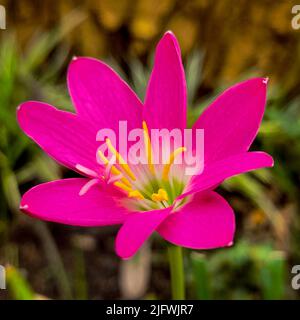 Zephyranthes minuta is a plant species very often referred to as Zephyranthes grandiflora, including in Flora of North America. Stock Photo