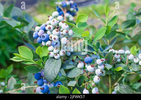 A ripe, fresh blueberry grows on a bush in the garden and a bunch hangs down. Stock Photo