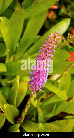 Beautiful closeup of flower from plant Aechmea gamosepala also known as Matchstick Bromeliad. Fresh water drops at top. Spotted in ooty, Tamilnadu, In Stock Photo