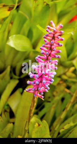 Beautiful closeup of flower from plant Aechmea gamosepala also known as Matchstick Bromeliad. Fresh water drops at top. Spotted in ooty, Tamilnadu, In Stock Photo