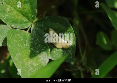 A creamy color hairy moth on top of an old wild leaflet in a sunny day Stock Photo