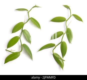 foliage of vanilla orchid flowering plant, also known as flat leaved vanilla, plant from which vanilla spice is obtained or derived Stock Photo