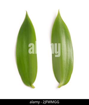 leaves of vanilla orchid flowering plant, also known as flat leaved vanilla, plant from which the vanilla spice is obtained or derived, collection Stock Photo