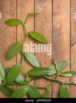 vanilla orchid flowering plant climbing on a wooden surface, also known as flat leaved vanilla, plant from which vanilla spice is obtained or derived Stock Photo