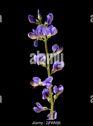 Faerberhuelse, Baptisia tinctoria, ist eine wichtige Heilpflanze mit blauen Blueten und wird viel in der Medizin verwendet. Sie ist eine Staude und ge