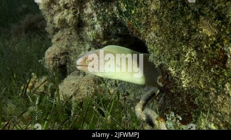 Close-up of Moray lie in the coral reef. Geometric moray or Grey Moray (Gymnothorax griseus) on Seagrass Zostera. Red sea, Egypt Stock Photo