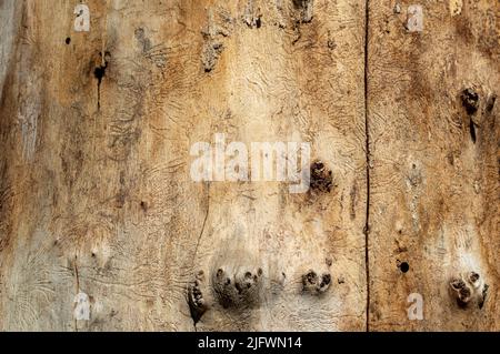 Old tree trunk without bark Stock Photo