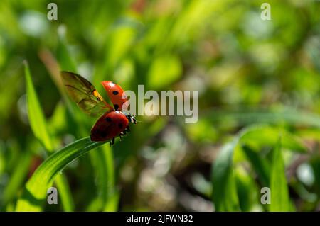 Ladybug wants to take off from a blade of grass Stock Photo