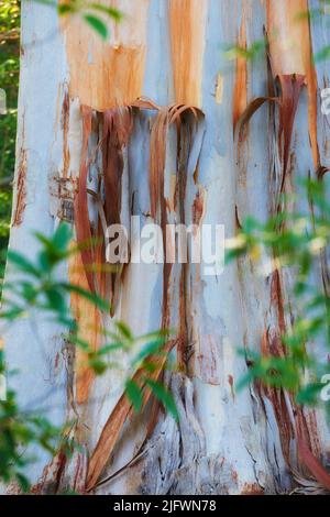 Closeup of a stripped bark off tree trunk in a forest at sunset. Peeling textures from the outer layers of a white bark tree. Details of a damaged Stock Photo