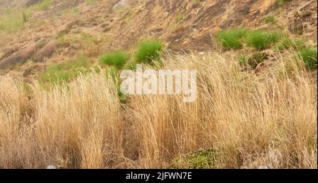 Closeup of dry Fynbos growing on Lions Head in Cape Town. Damaged by a wildfire on a mountain landscape. Background of survived green bushes, plants Stock Photo