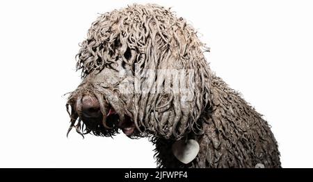 Profile dirty puppy dog looking away after play in a mud puddle.  Isolated on white background Stock Photo