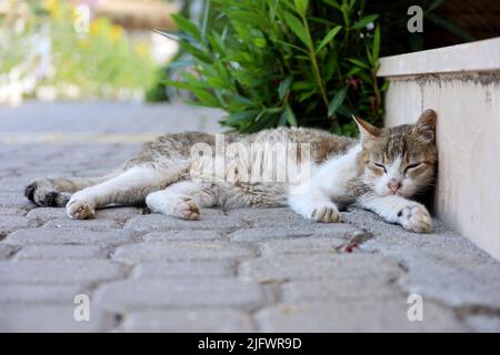 Tabby cat sleeps lying the town street. Warmed up pet, relaxation at hot weather in summer Stock Photo