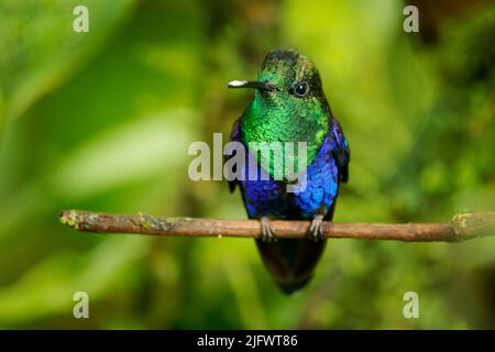 Crowned woodnymph - Thalurania colombica green and blue bird in hummingbird family Trochilidae, found in Belize and Guatemala to Peru, blue and green Stock Photo